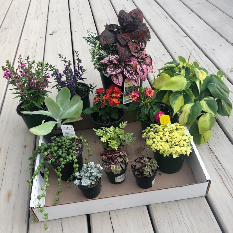 Your Vegetable Garden Can Start With A Single Shopping Trip