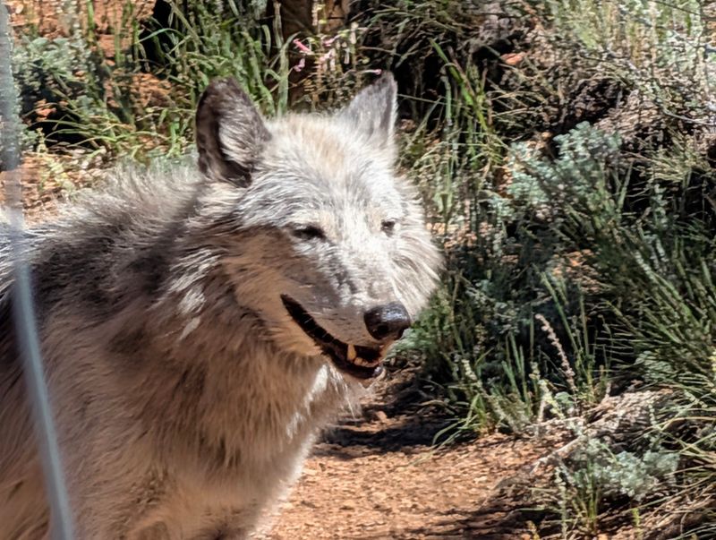 Your Visit Turns Into Real Help For Wolves Everywhere Your Visit Turns Into Real Help For Wolves Everywhere