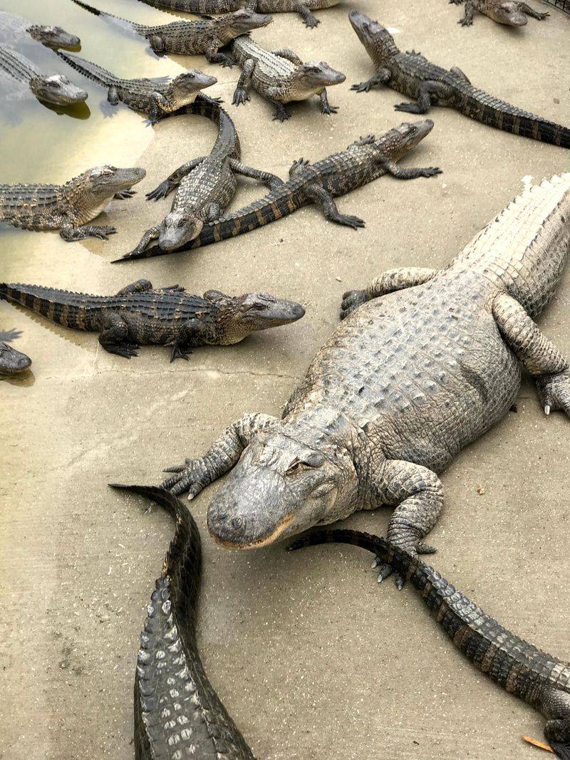 Alligator Feeding Spectacle