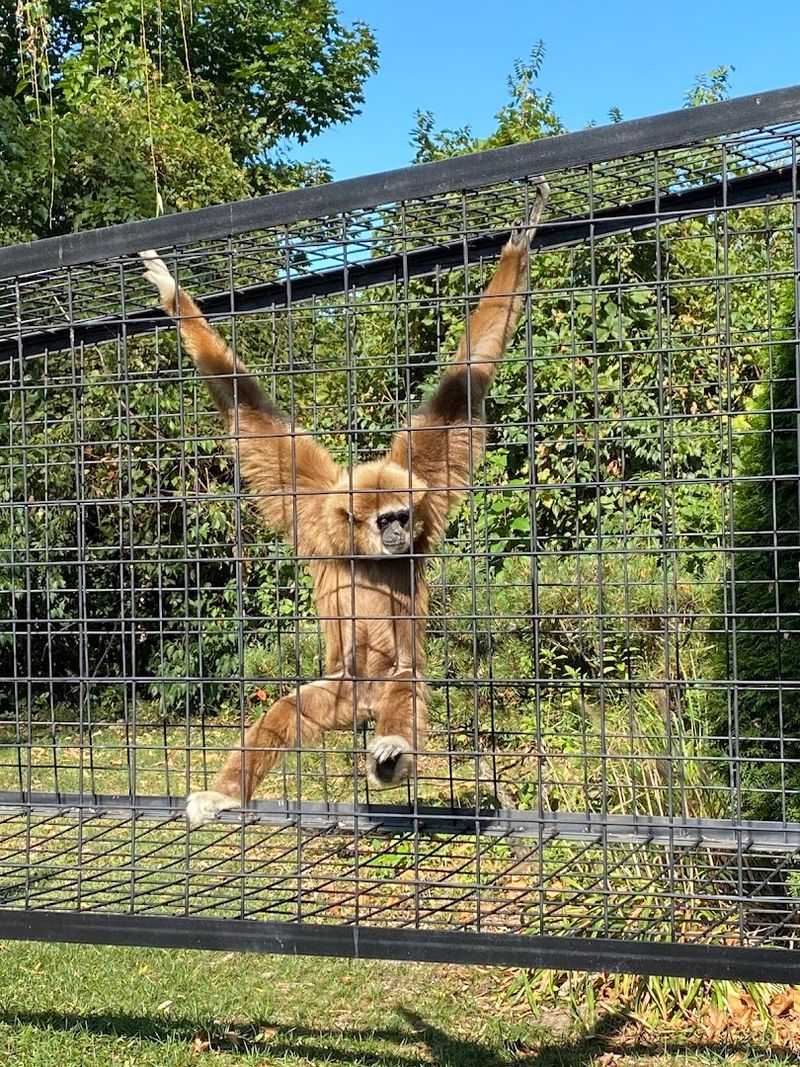 The Walk-Through Zoo Area