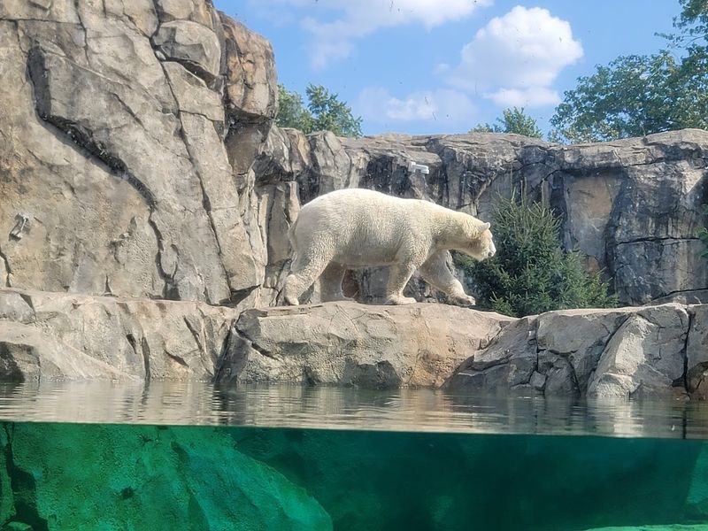The Great Bear Wilderness 