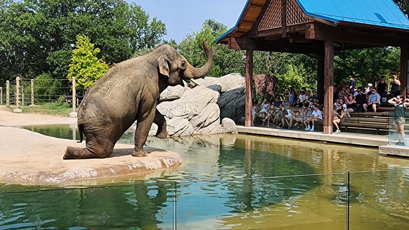 Elephants: The Undisputed Stars of the Show