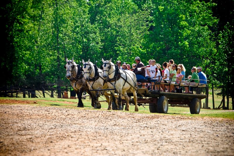 The Horse-Drawn Wagon Ride 