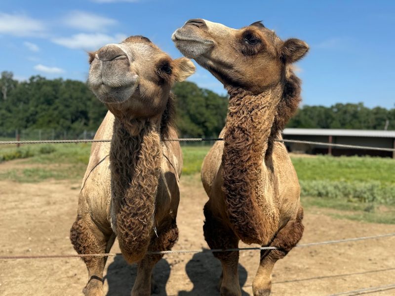 The Wildly Diverse Animal Lineup Beyond The Big Names