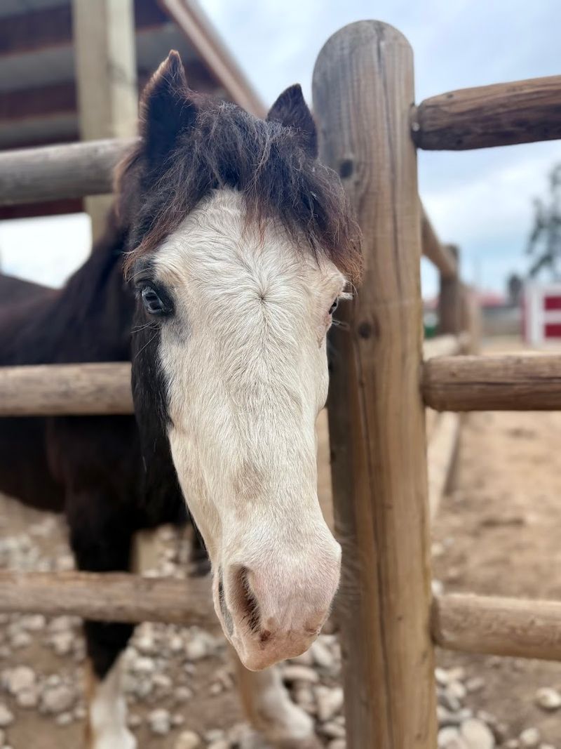 Zonkeys, Miniature Donkeys, And More Adorable Oddities
