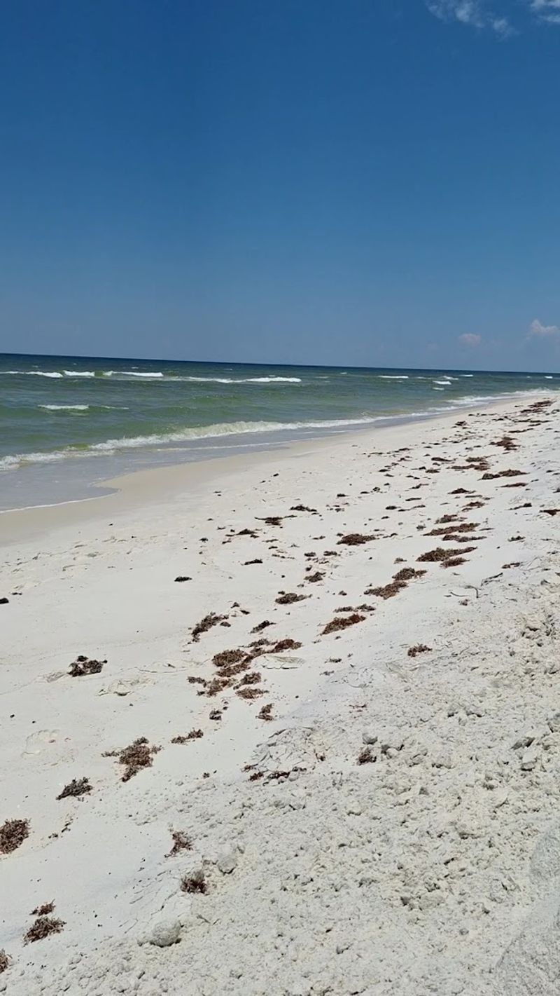 Dogs Run Free On Miles Of Pet-Friendly Sand