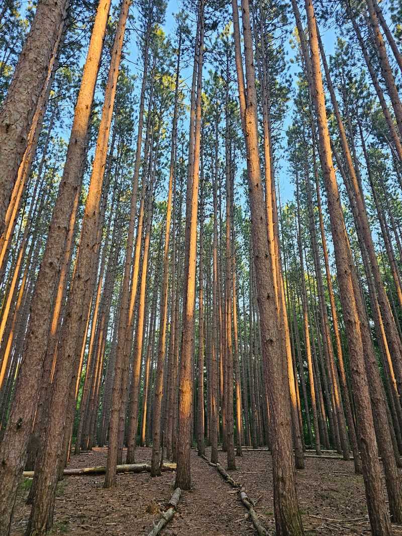 Oak Openings Preserve Metropark, Swanton