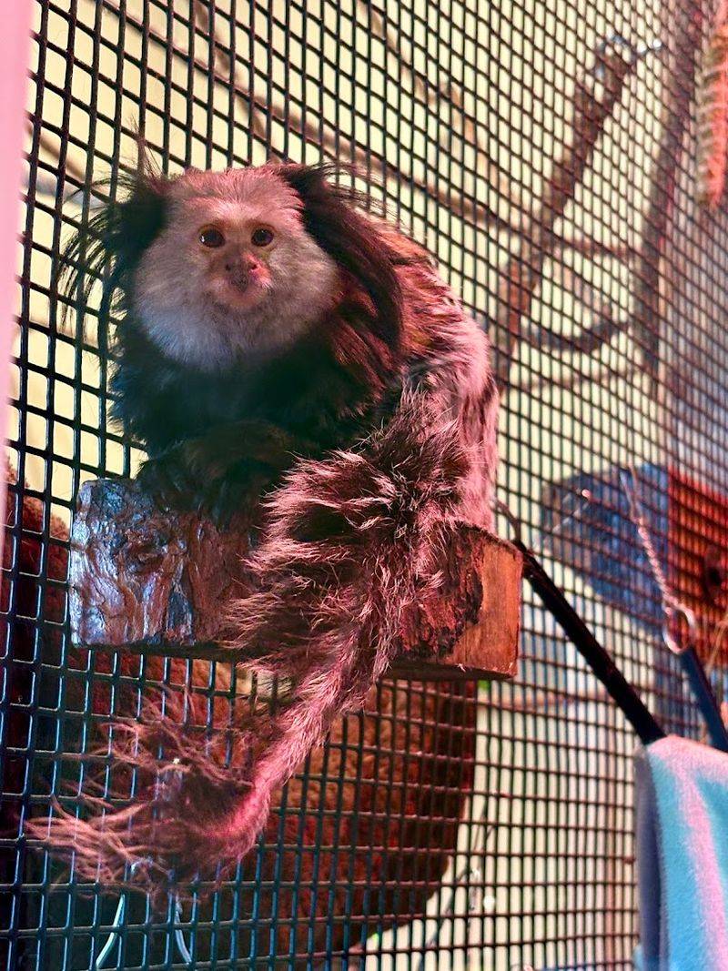 Lemurs Looking Like They Belong In A Pixar Film