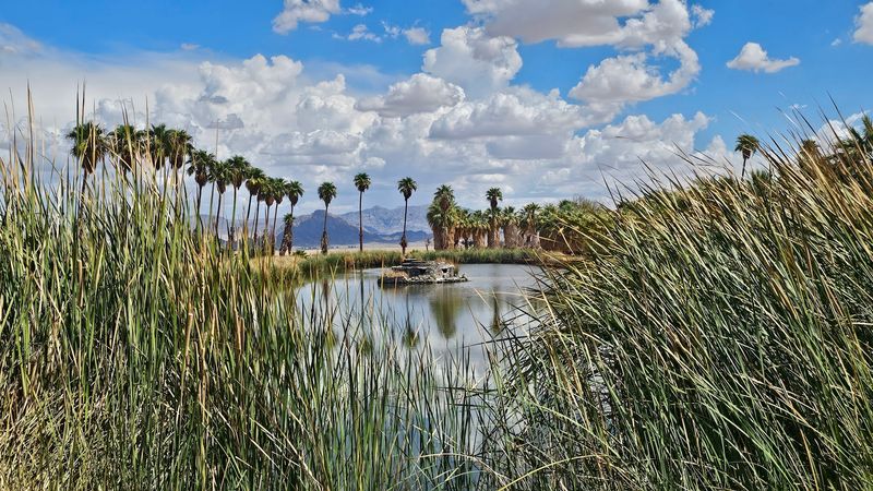 Zzyzx Mineral Springs