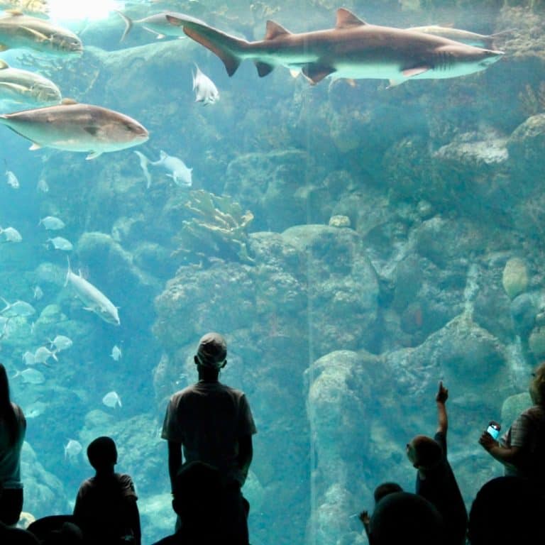 Why You Must Visit The Florida Aquarium