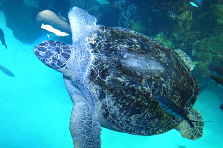 Why You Must Visit the New England Aquarium