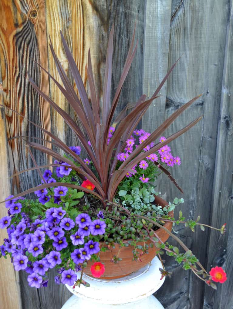 Easy Container Updates for Beautiful Curb Appeal