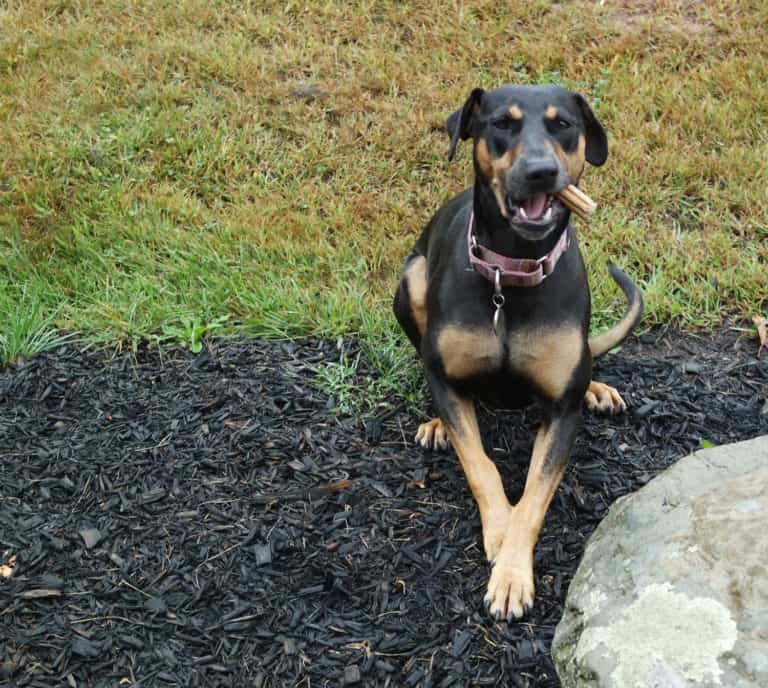 Keep Your Dog Safe During Hunting Season