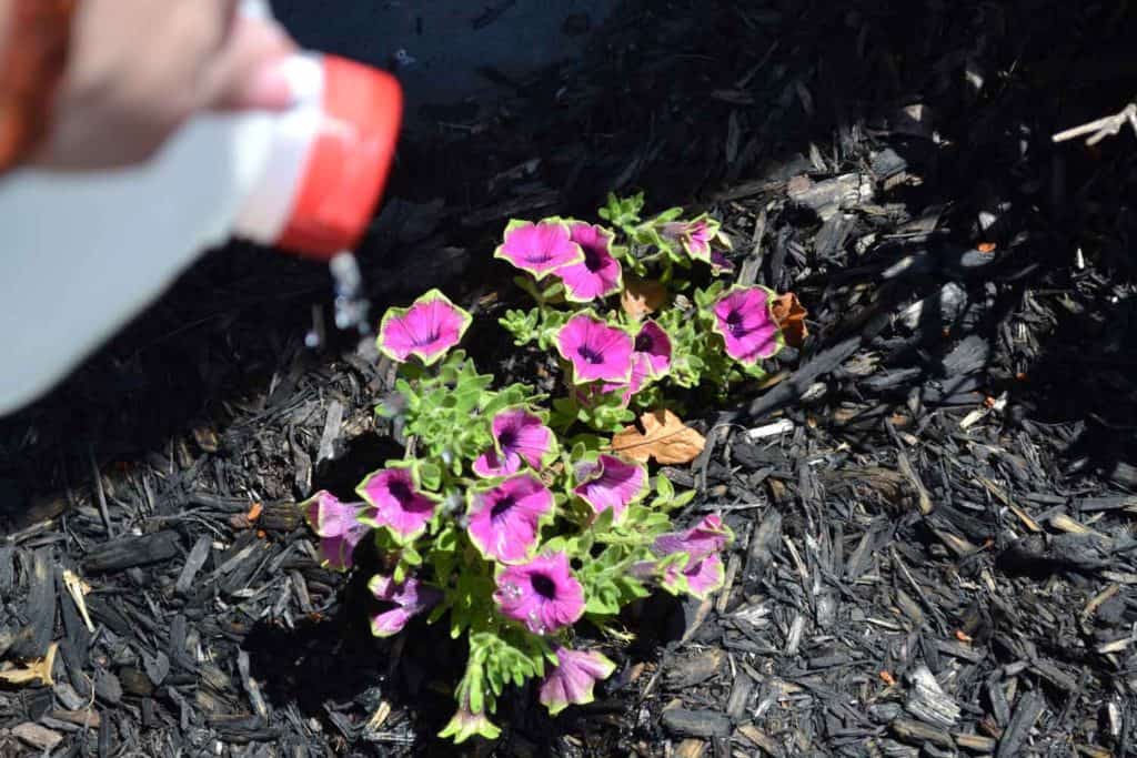 diy-watering-can-from-milk-jug-for-kids-diy