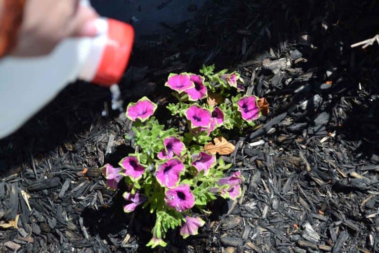 DIY Watering Can