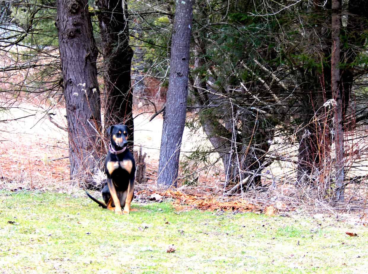 doberman on hike in woods