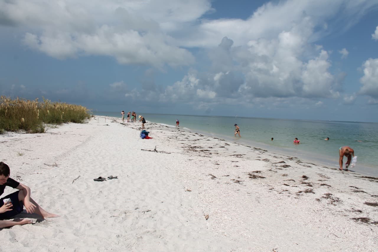 look for sand dollars on vacation