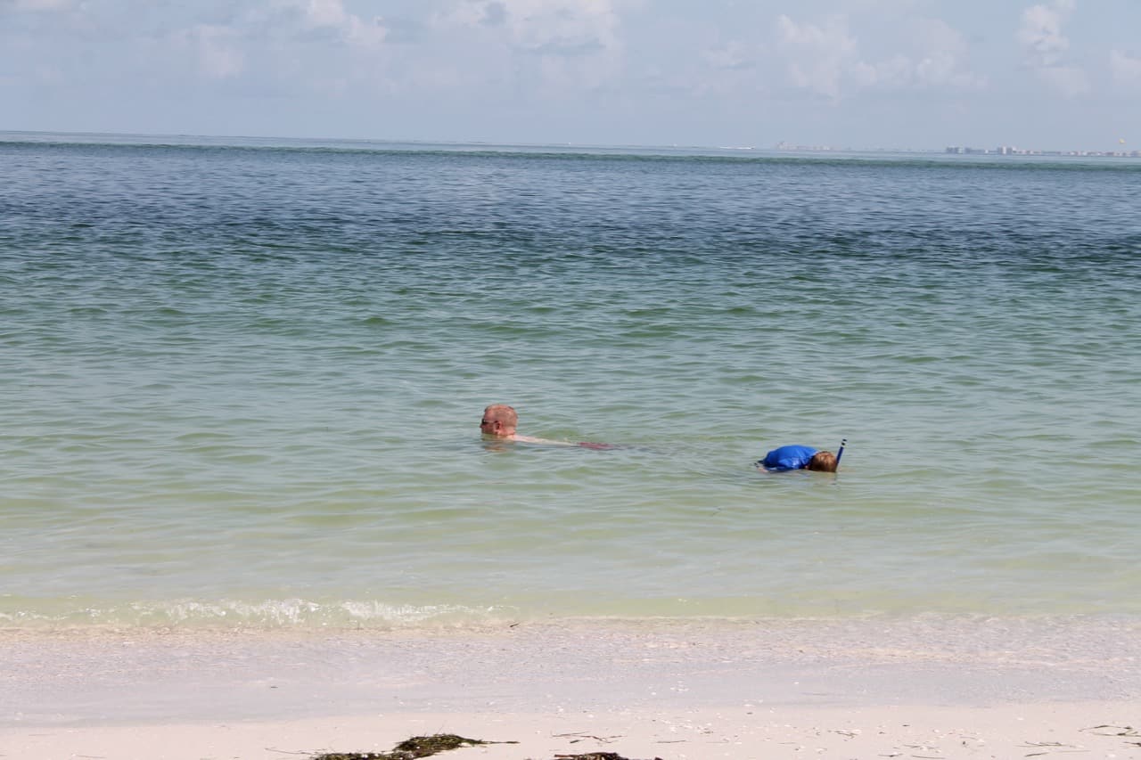 sand dollar shells