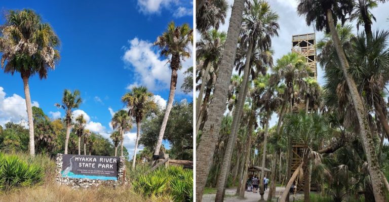 This Florida Canopy Walkway Is Just 1 Hour And 25 Minutes From Tampa