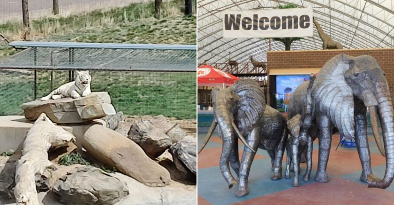 Walk 30 Feet Above Rescued Lions, Tigers, Bears, And Wolves At This Colorado Sanctuary