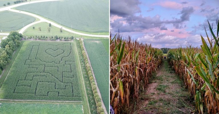 Before The Cold Sets In, Take The Kids Through Corn Mazes At These 8 Cheap Illinois Farms