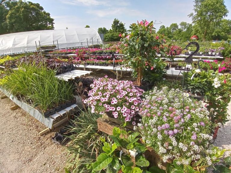 This Overlooked Illinois Garden Nursery Sells Perennials So Cheap Regulars Fill Their Trunks