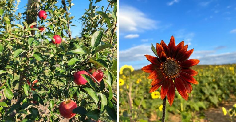 This Arkansas Apple Orchard Lets You Pick Your Own And Ends The Day With Fresh Cider Donuts