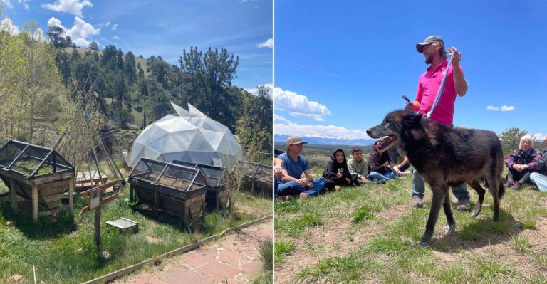 Visit A Remote Colorado Wolf Sanctuary And Learn The Stories Of Its Resident Wolf-Dogs