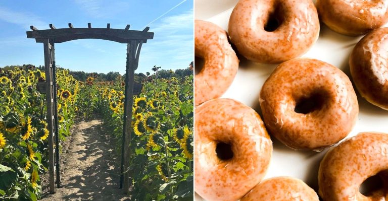 This Ohio Pumpkin Farm Starts Serving Donuts And Harvest Treats Before September Is Over