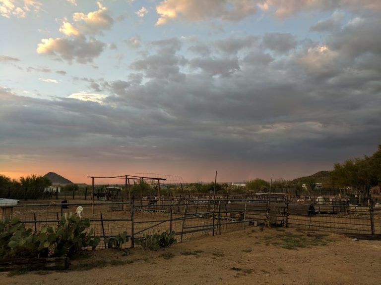 This Arizona Farm Sanctuary Lets Families Hug Rescued Goats And A Sweet Little Donkey