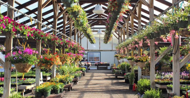 This Maine Garden Center Has 32 Greenhouses Filled With 40,000 Fall Mums