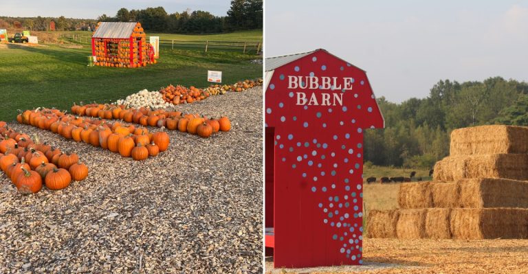 Maine’s Largest Pumpkin Patch Is A Must-Visit Day Trip This Fall
