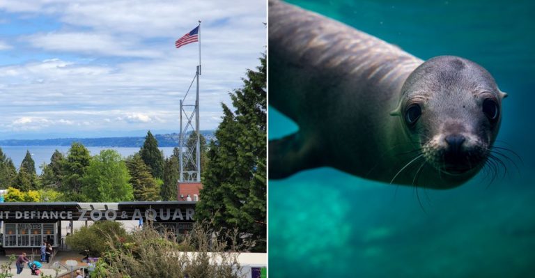 Birds Fly Overhead And Armadillos Come Looking For Treats At This Washington Experience