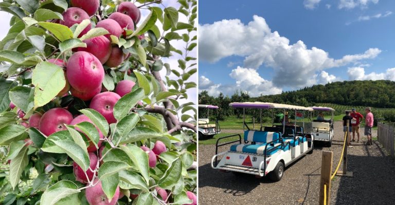 This Maine Apple Orchard Took The Top Spot In America