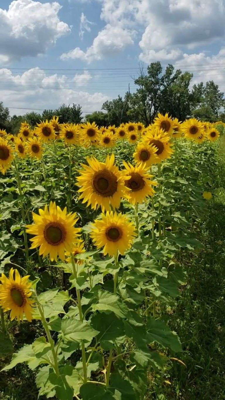 This Illinois Flower Field Feels Like The Prettiest Late-Summer Escape You Can Take