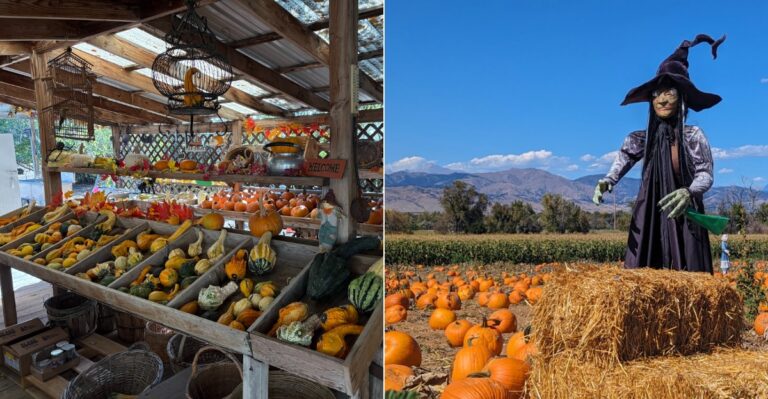 11 Colorado Pumpkin Patches Worth Visiting Before Halloween Is Over