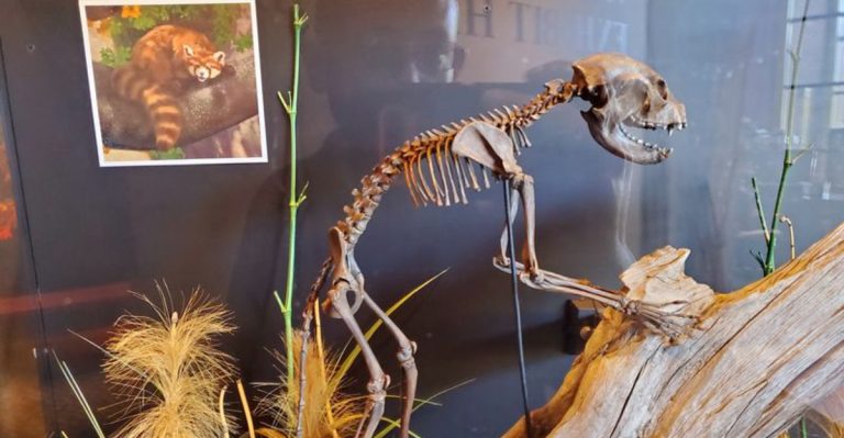 This Tennessee Fossil Site Was Discovered By Accident During Road Construction