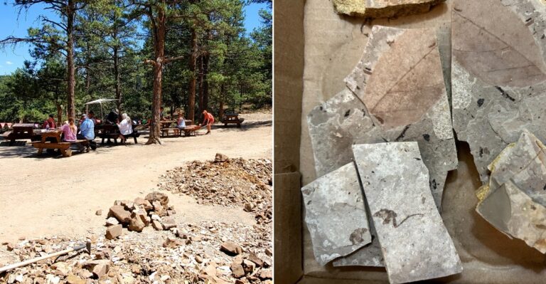 This Colorado Fossil Site Lets Visitors Discover Ancient Treasures Millions Of Years Old
