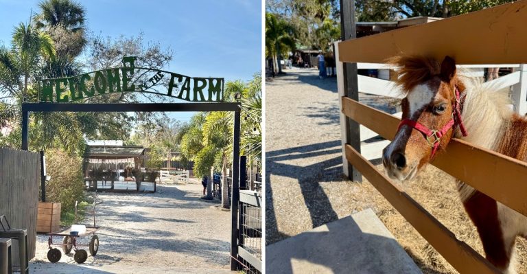 This Florida Farm’s Fall Festival Has Capybaras And Highland Cows Just 30 Minutes From Tampa