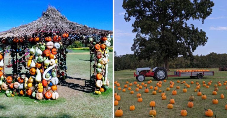 This Arkansas Farm Turns Into A Giant Corn Maze And Pumpkin Wonderland Every September