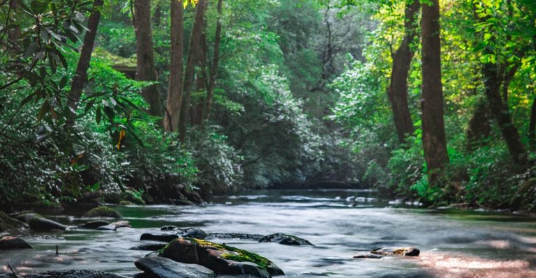 Deep In Georgia Lies A Forgotten Park That Time Seems To Have Left Behind