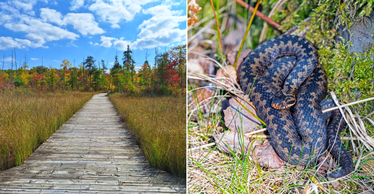 Michigan Parks With Snakes