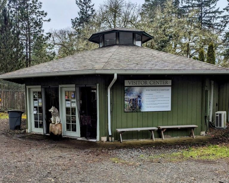 Wolves Rescued From Captivity Get Room To Roam Free At This Quiet Washington Sanctuary