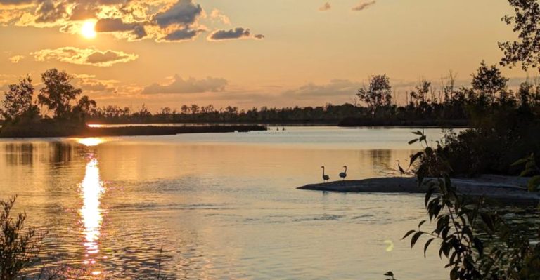 This Ohio Wetland Refuge Becomes A Late-Summer Haven For Migrating Birds