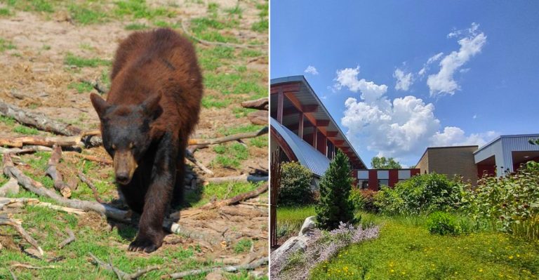 8 Michigan Areas Where Black Bear Sightings Keep Popping Up In Late Summer