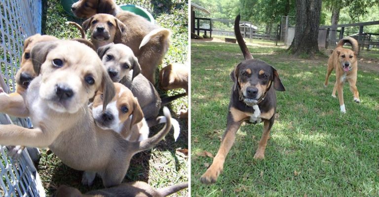 This Cage-Free South Carolina Sanctuary Gives Rescued Cats The Love And Second Chance They Deserve