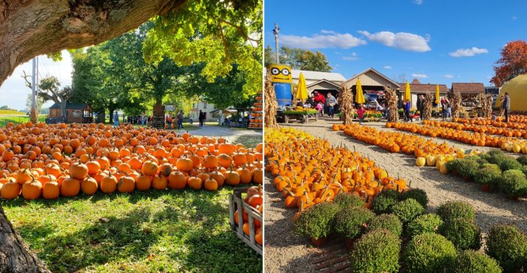 8 Ohio Pumpkin Patches Where Admission Is Completely Free This October
