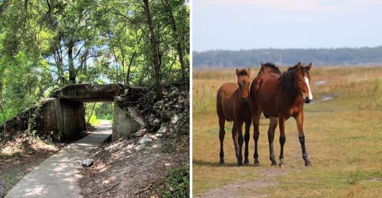 You Can Watch Wild Bison And Horses Roam Free At This Hidden Florida State Preserve