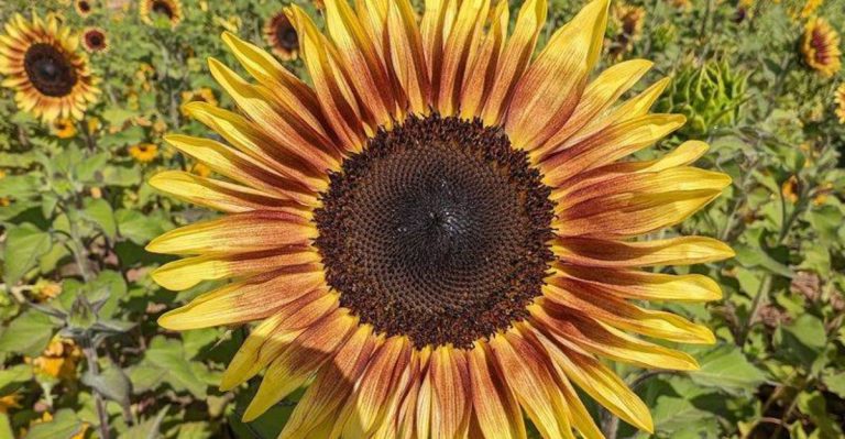 This Arizona Farm Turns An Ordinary Weekend Into A Full-Color Sunflower Detour
