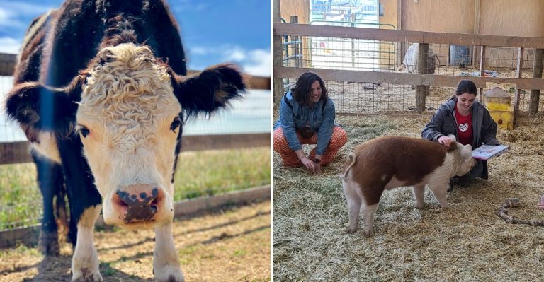 This Colorado Animal Sanctuary Lets You Meet Rescued Cows And Pigs On A Gentle Fall Escape